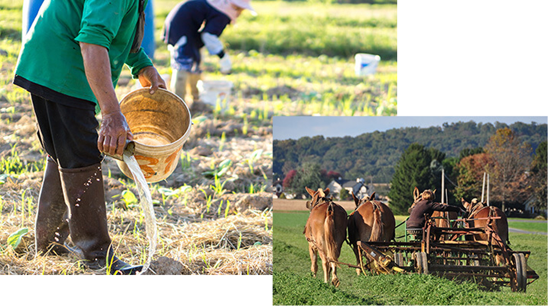 疫学調査①農耕民アーミッシュはアレルギー発症率が1/10