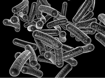 汚水などで発生する赤痢菌